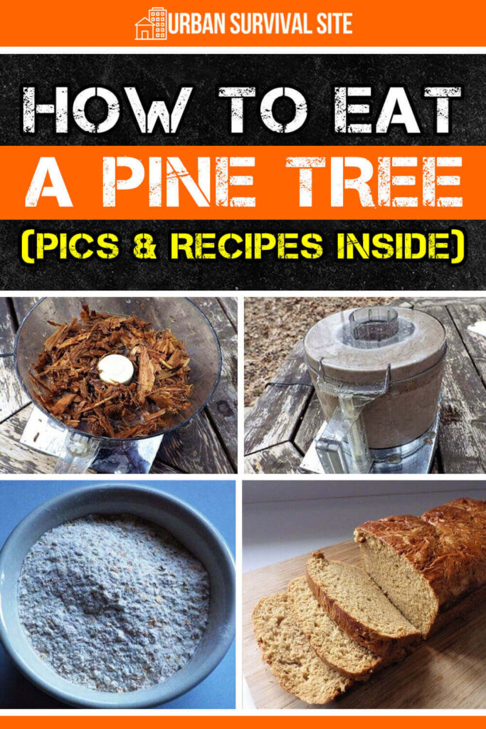 How to Eat a Pine Tree (Pics & Recipes)