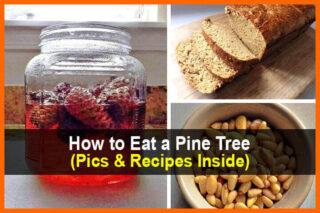 How to Eat a Pine Tree (Pics & Recipes)
