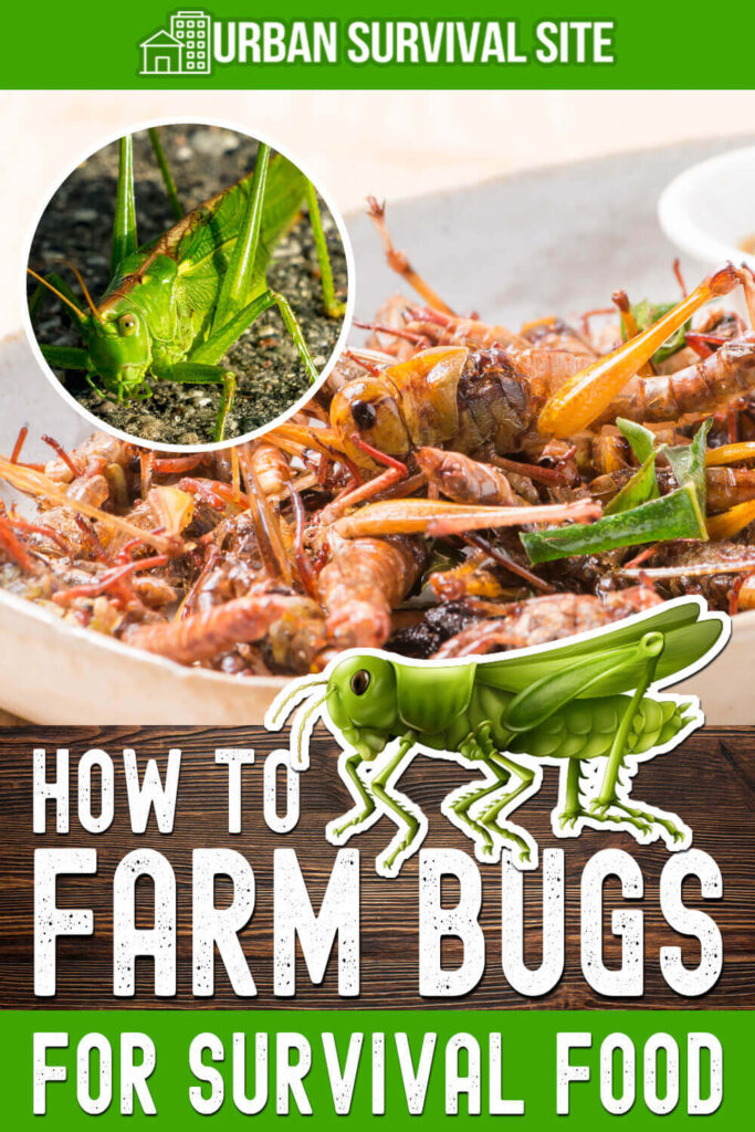 How to Farm Bugs for Survival Food