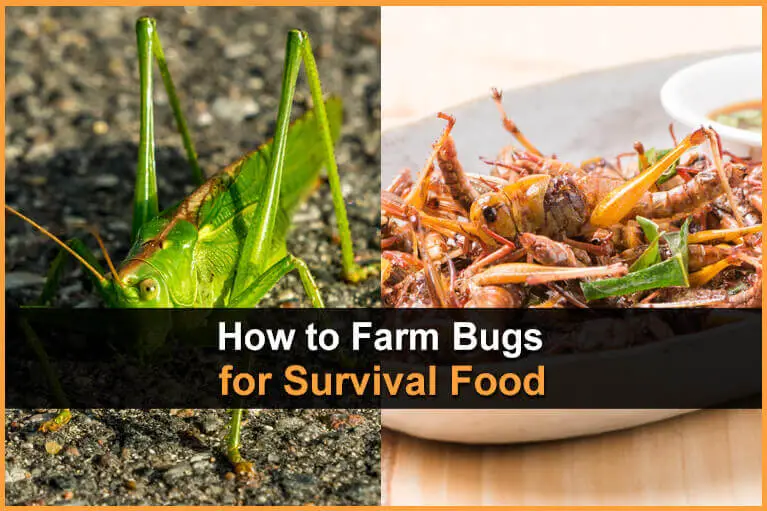 How to Farm Bugs for Survival Food