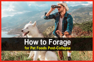 How to Forage for Pet Foods Post-Collapse