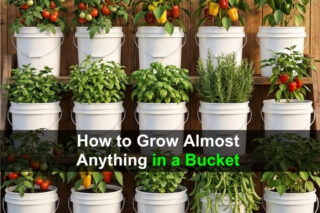 How to Grow Almost Anything in a Bucket