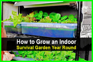 How to Grow an Indoor Survival Garden Year Round