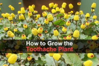How to Grow the "Toothache Plant"
