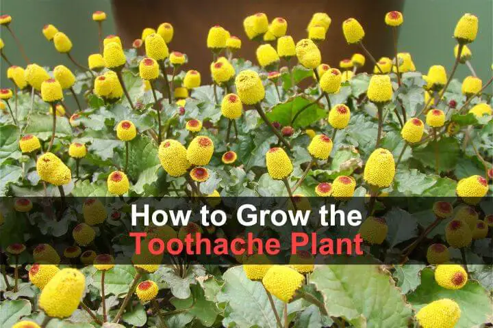 How to Grow the “Toothache Plant”