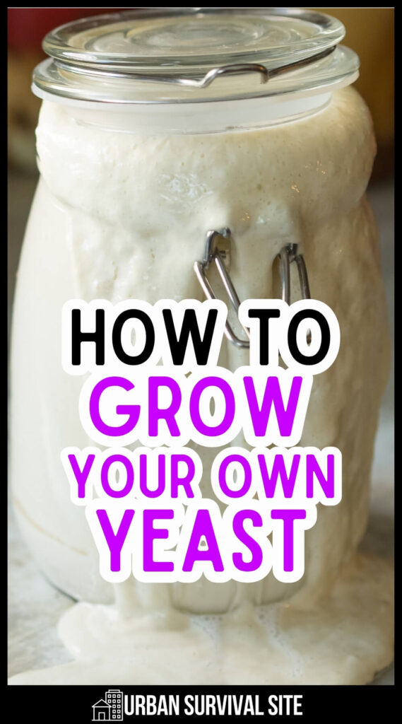 How to Grow Your Own Yeast