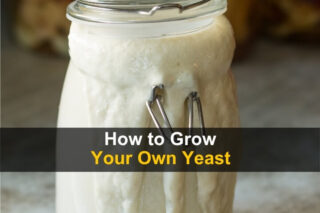 How to Grow Your Own Yeast
