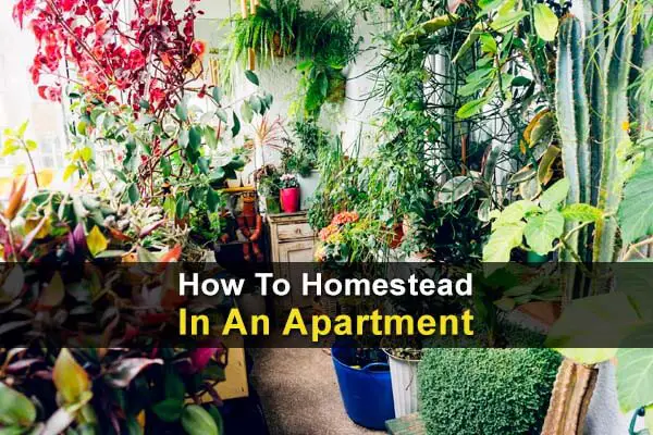 How To Homestead In An Apartment