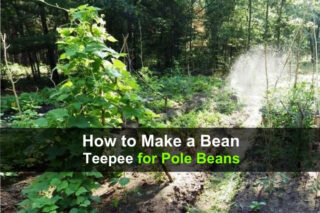 How to Make a Bean Teepee for Pole Beans