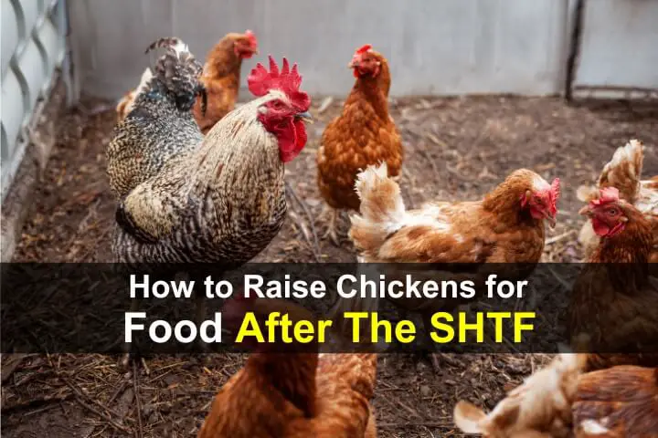 How to Raise Chickens for Food After the SHTF