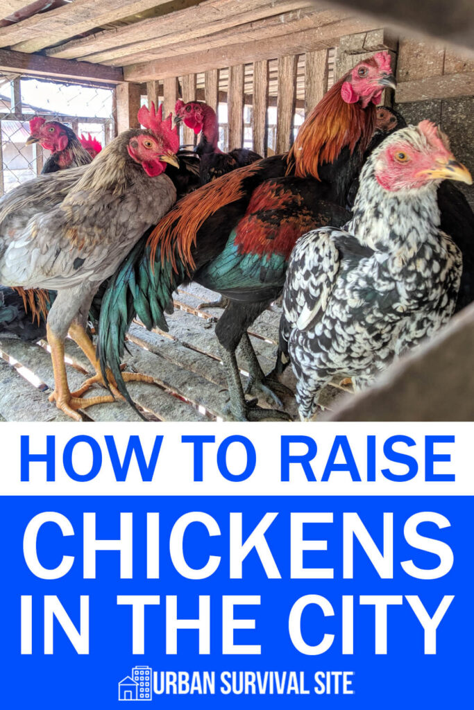 How to Raise Chickens in the City