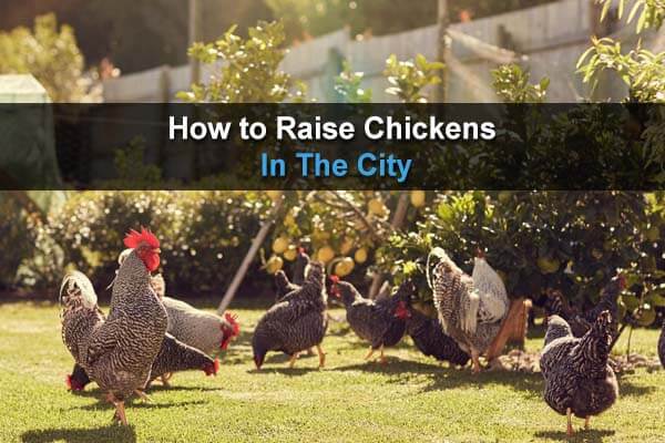 How to Raise Chickens in the City