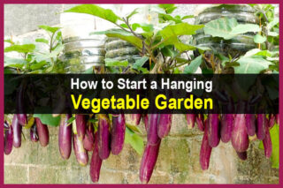 How to Start a Hanging Vegetable Garden