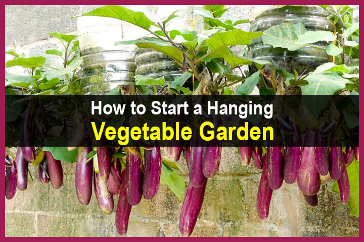 How to Start a Hanging Vegetable Garden