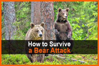 How to Survive a Bear Attack