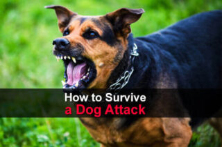 How to Survive a Dog Attack