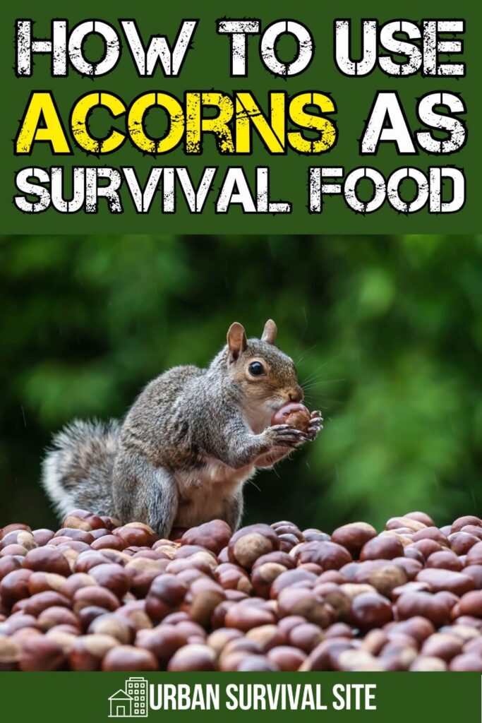 How to Use Acorns as Survival Food