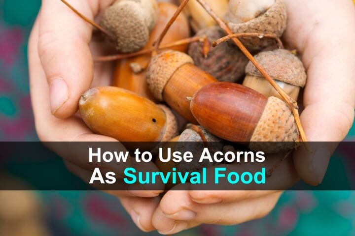 How to Use Acorns as Survival Food