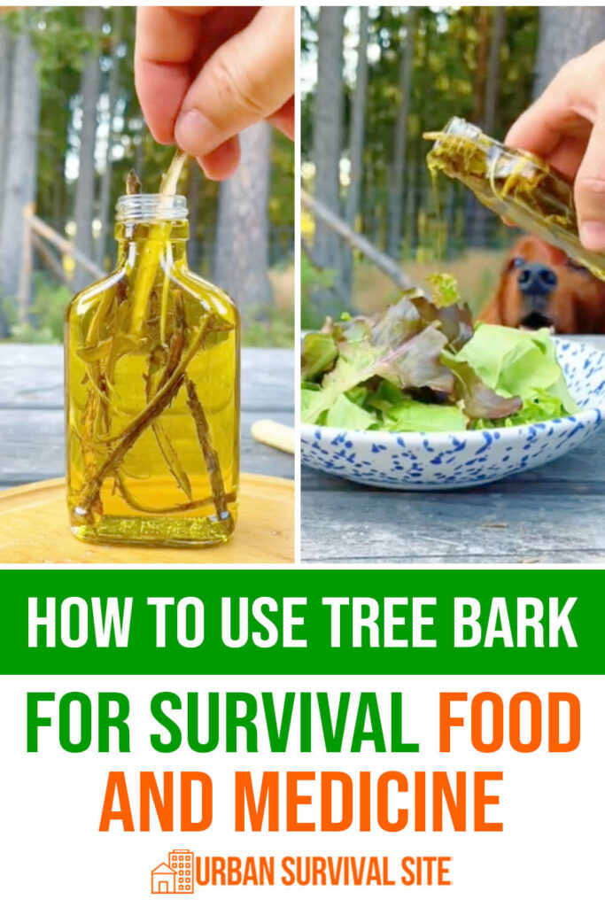 How to Use Tree Bark for Survival Food and Medicine