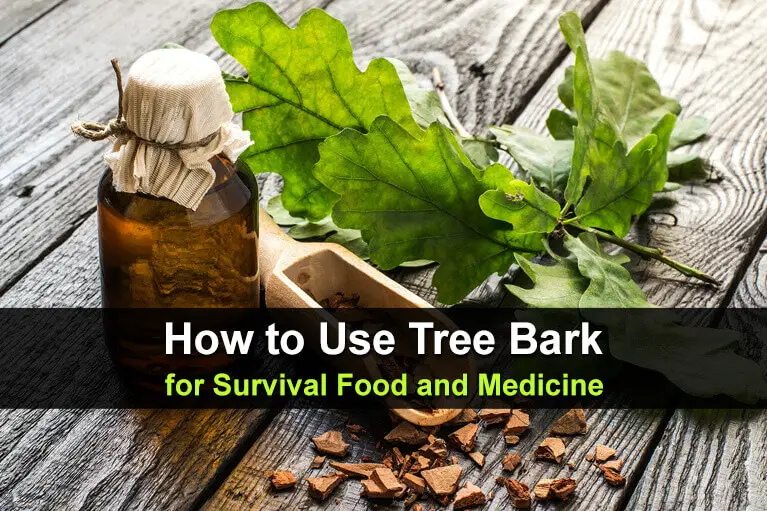 How to Use Tree Bark for Survival Food and Medicine