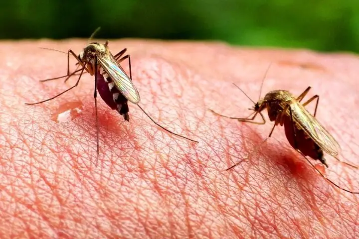 Insects as a Form of Zoonotic Disease