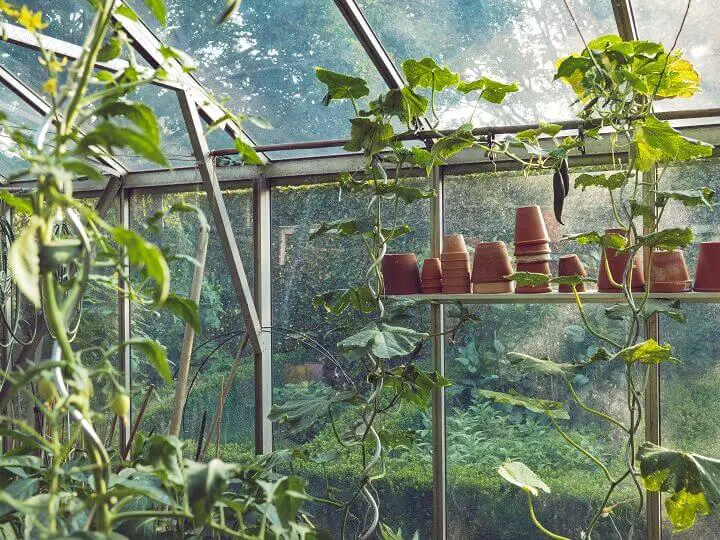 Inside a Greenhouse