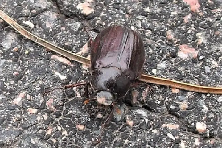 June Bug On The Ground