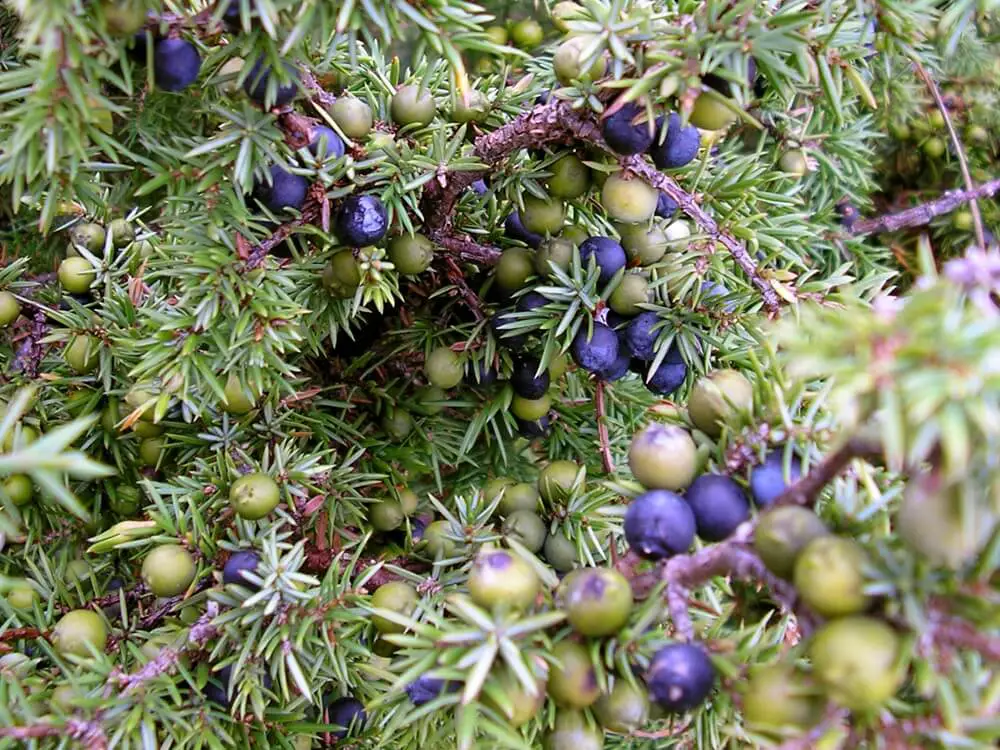 Juniper (Juniperus communis)