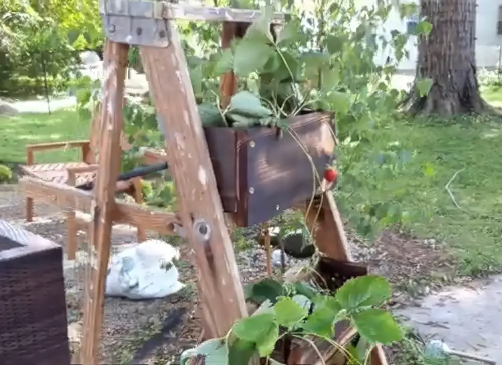 Ladder Repurposed for Garden