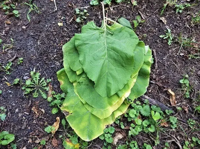 Large Broad Leaves