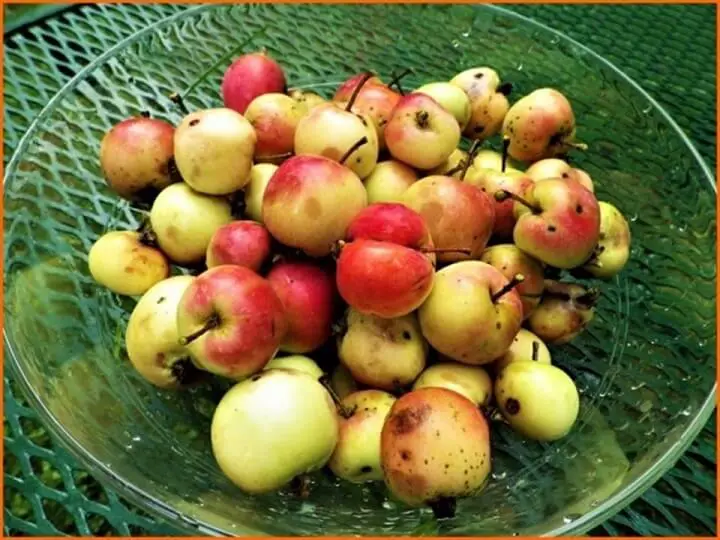 Large Wild Crab Apples