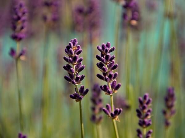 Lavender | Native American Herbs