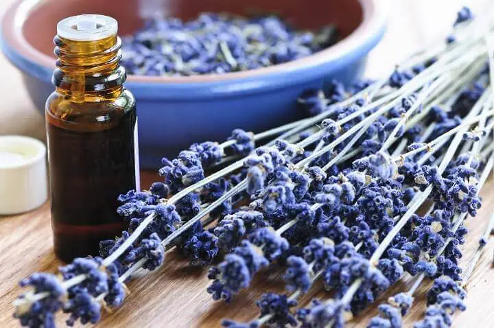 Lavender Herbs and Oil