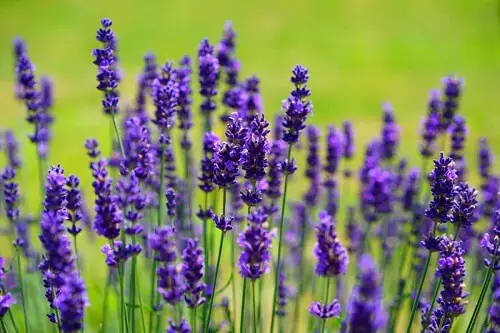 Lavender | Herbal Alternatives to Antibiotics