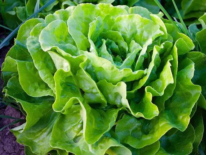 Lettuce Plant