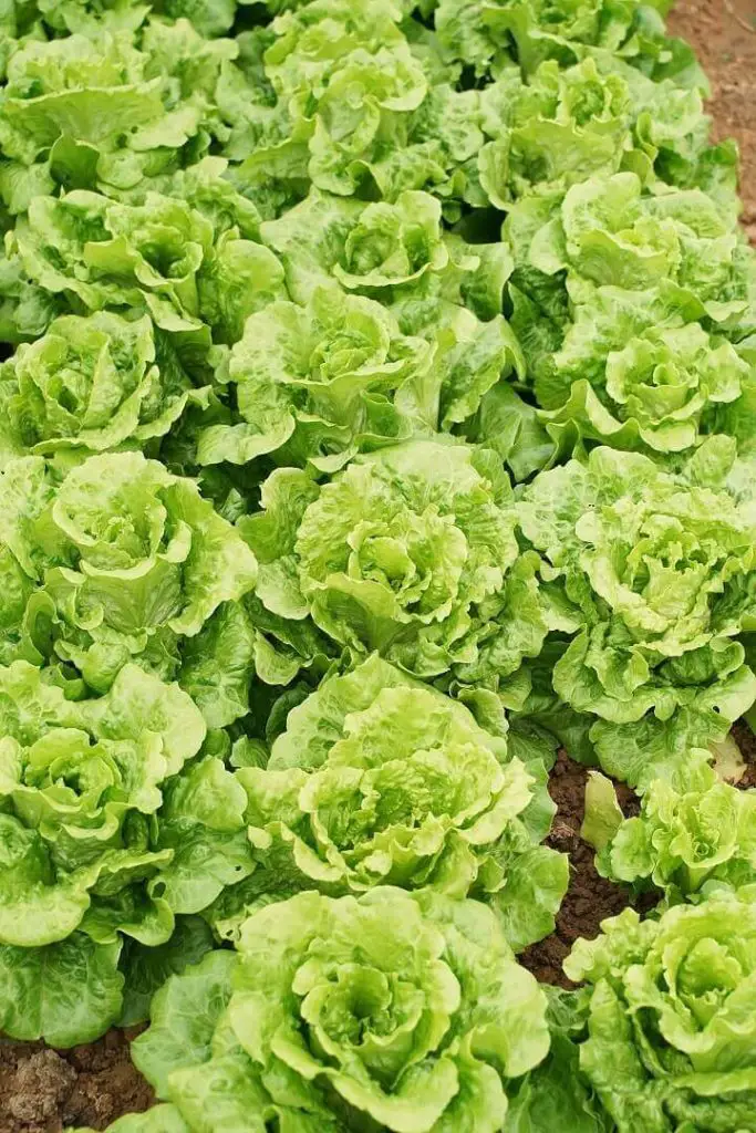 Lettuce Plants Growing
