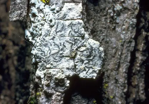 Lichen Crustose