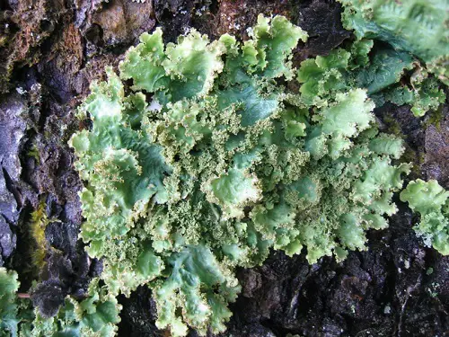 Foliose (leaf-like)