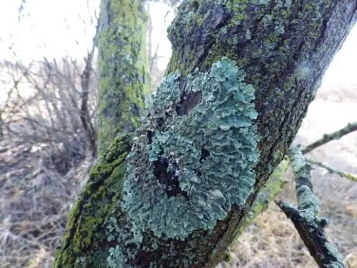 Lichen On Oak Bark