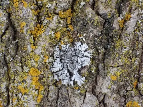 Lichen Surrounded by Toxic Lichens
