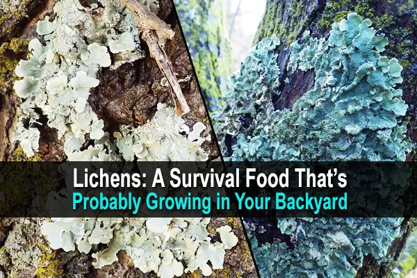 Lichens: A Survival Food That's Probably Growing in Your Backyard