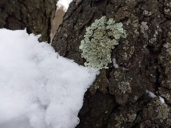 Lichens on Tree Bark in Winter