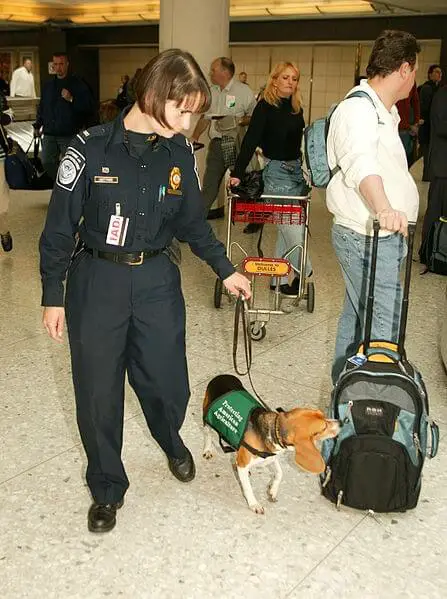 Little Airport Dog