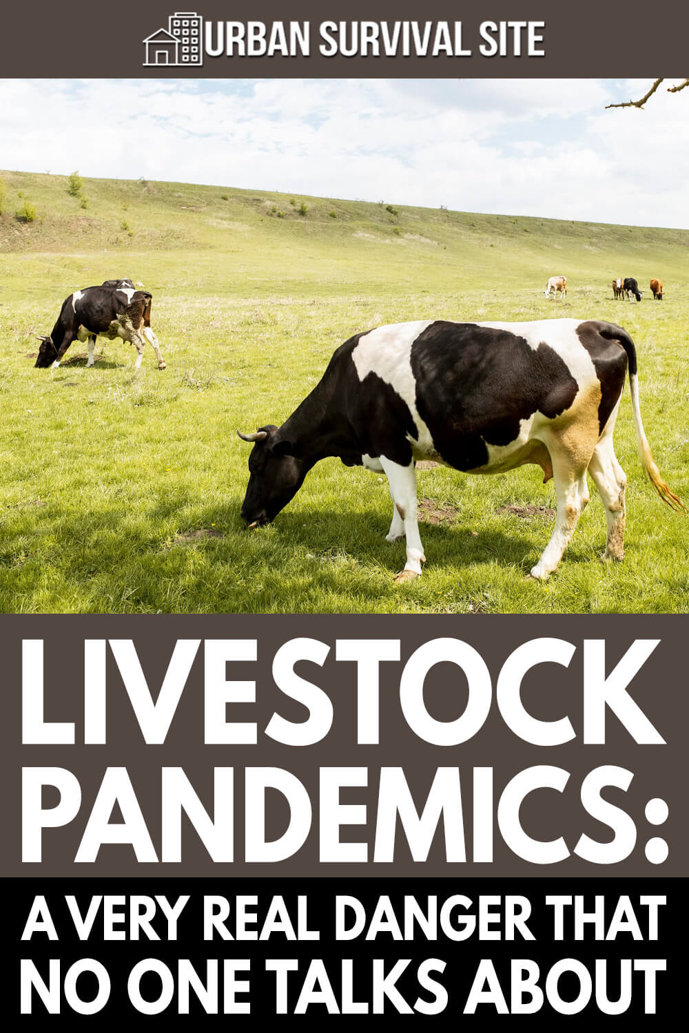 Livestock Pandemics: A Very Real Danger That No One Talks About