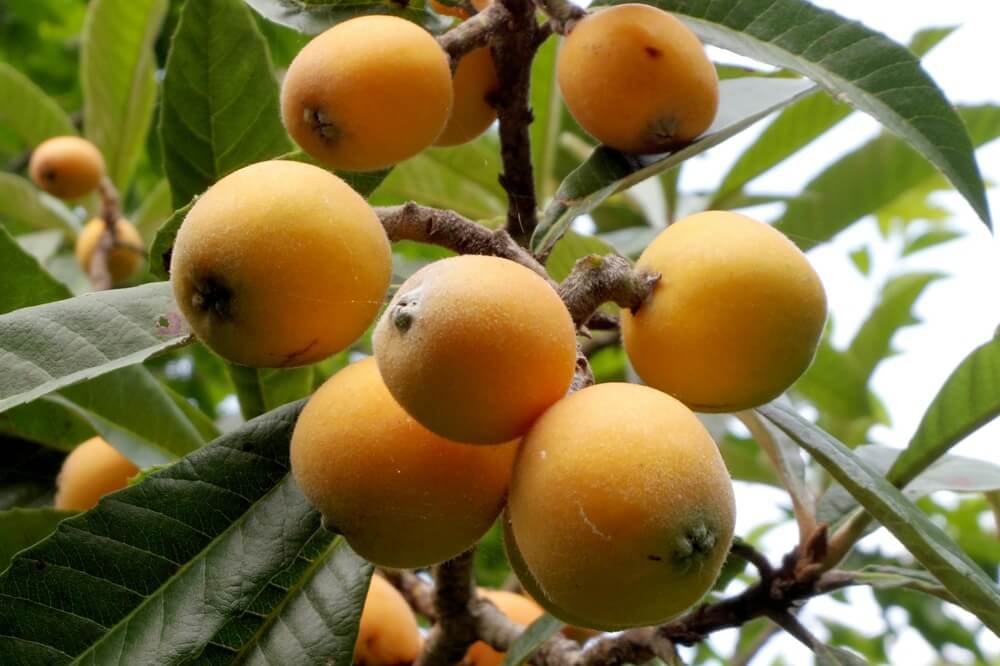 Loquat Fruit