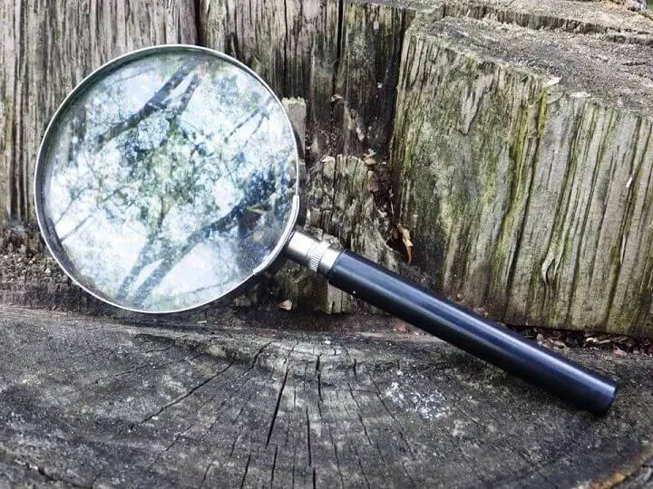 Magnifying Glass On Stump