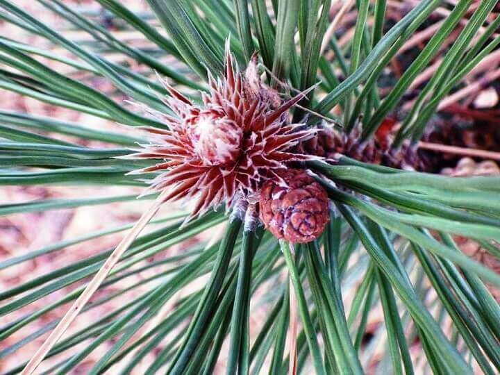 Male Female Cones Emerging