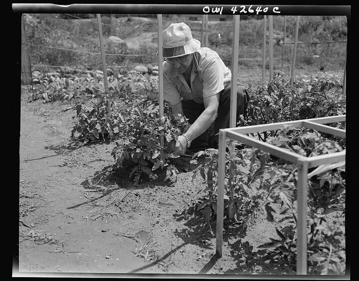 Man Working in Victory Garden