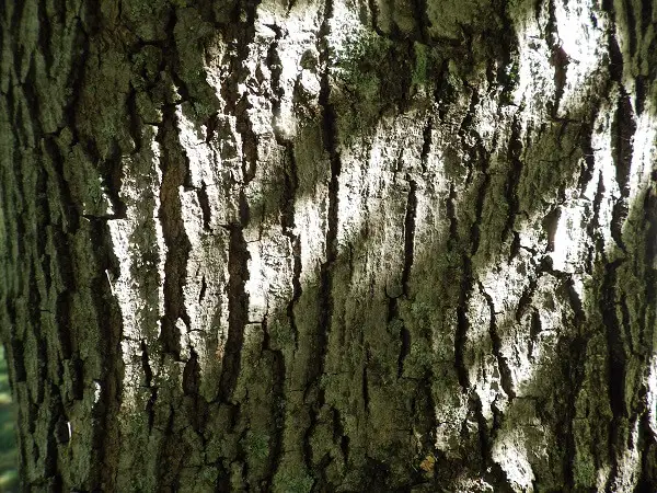 Maple Tree Bark