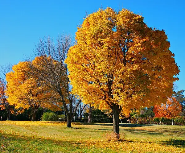 Maple Tree | Trees Every Prepper Should Know
